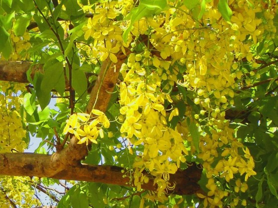 Cassia Golden Shower Tree